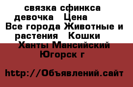 связка сфинкса. девочка › Цена ­ 500 - Все города Животные и растения » Кошки   . Ханты-Мансийский,Югорск г.